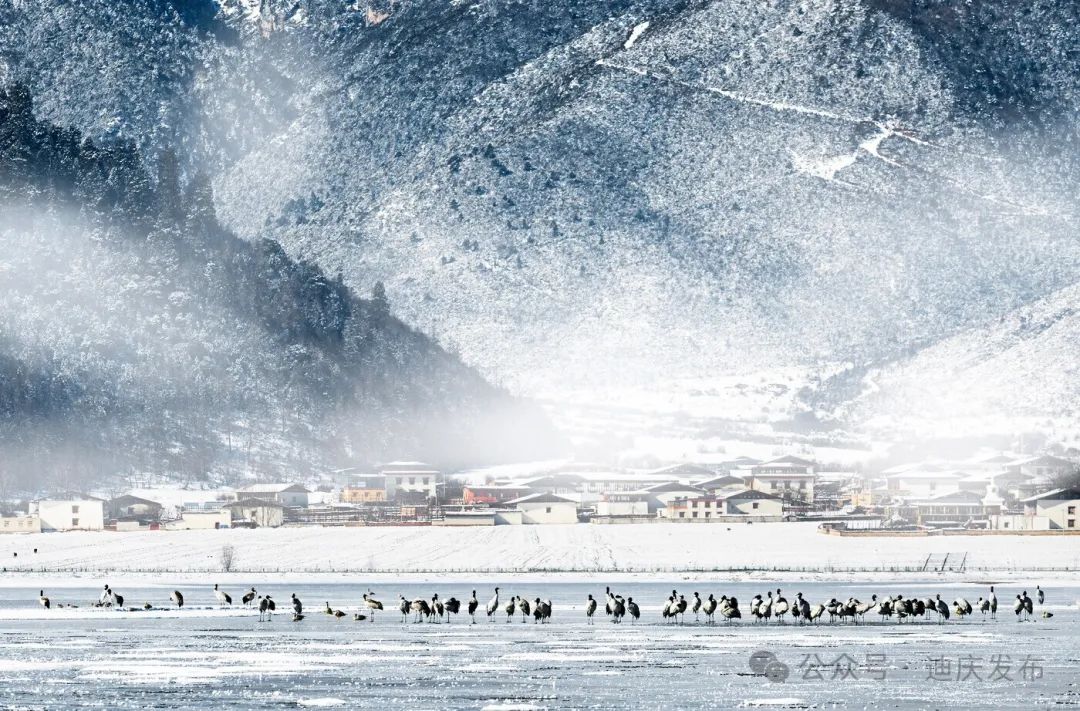 【奮進(jìn)強(qiáng)國路 闊步新征程】新時代·新迪慶 | 冬游迪慶“必打卡”：納帕海 與候鳥共舞之冬